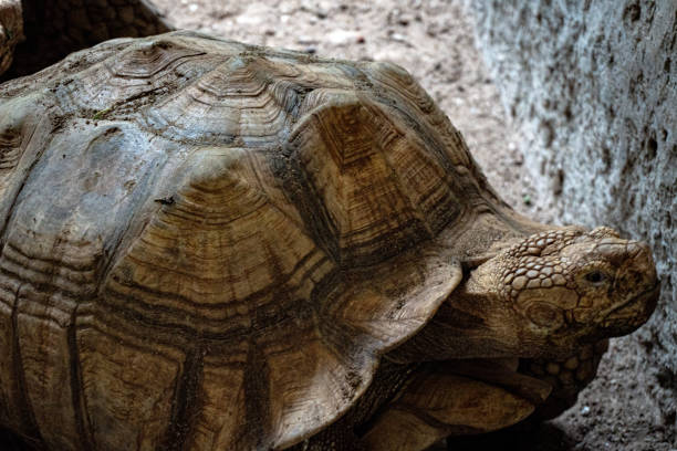 istock A close-up of a light brown tortoise resting against a rough stone wall, shell pattern visible. 2194169827