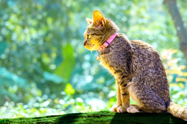 istock Animal Series : Thai cat sitting on a log with nature background 2194169929