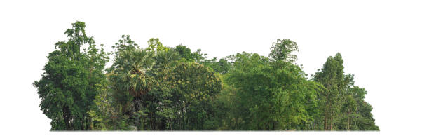 istock Green trees isolated on white background.are Forest and foliage in summer for both printing and web pages 2194170162
