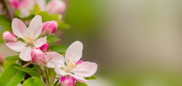 istock spring branch of a blooming apple tree 2194170284