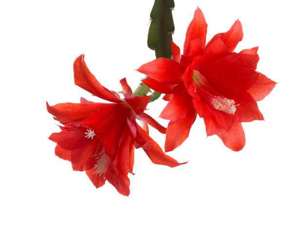 istock Two bright red  blossoms from Cactus (Epiphyllum )  isolated on white background. 2194170372