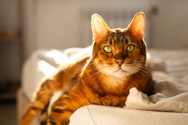 istock Portrait of domestic ginger cat. 2194170716