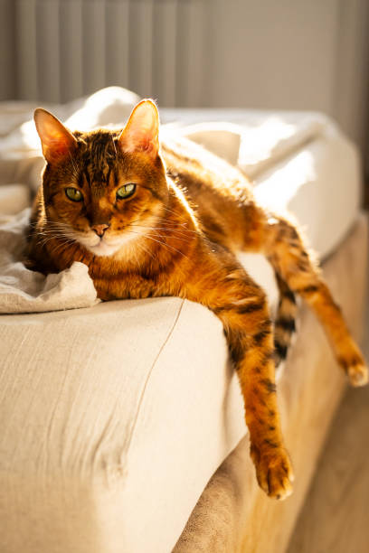 istock Portrait of domestic ginger cat. 2194170717
