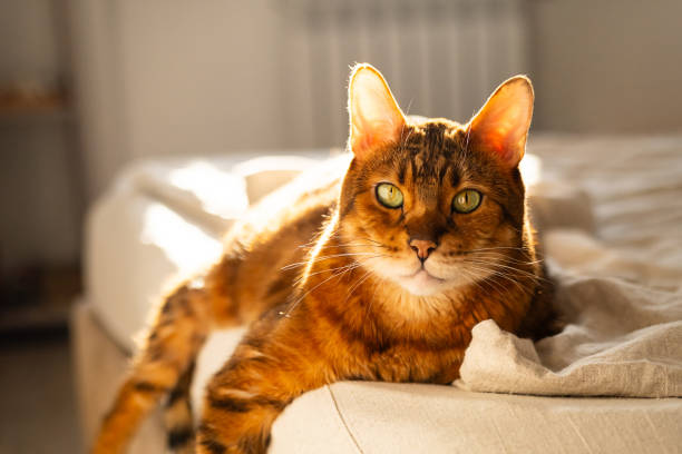 istock Portrait of domestic ginger cat. 2194170720