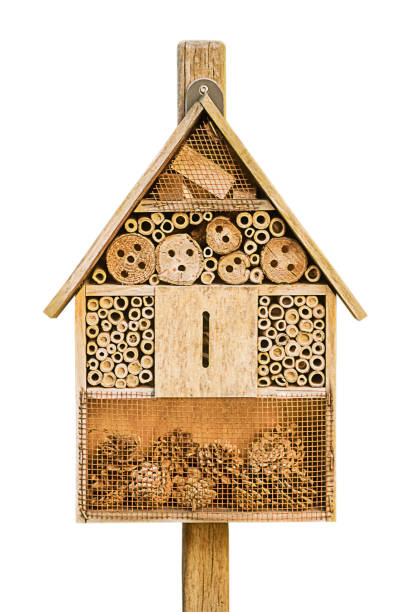 istock insect house isolated on white background 2194170845