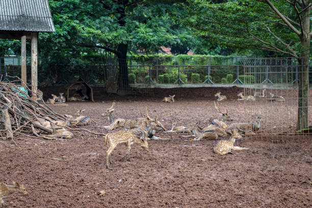 istock A herd of spotted deer rest in a muddy enclosure, some lying down and others standing, surrounded by a wire fence. 2194170951