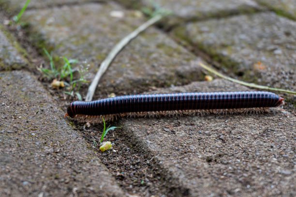 A millipede is seen crawling on a stone surface in a closeup view.