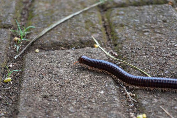 istock A millipede crawls on a paved surface, close-up view with small greenery peeking through. 2194171155