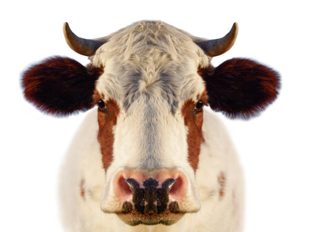 cow portrait isolated on white background