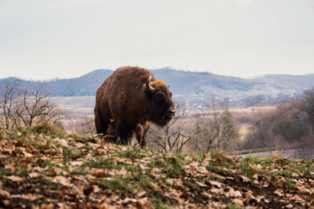 Picture of a bison taken from below. The picture shows the power of this animal. A mountain range can be seen in the background of the bison.