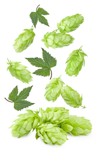 istock flying hop cones isolated on white background. Beer brewery concept. clipping path 2194173744