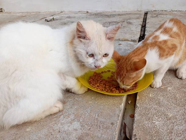 istock Stray and abandoned cats are being fed, it looks like a white cat has ringworm 2194175394