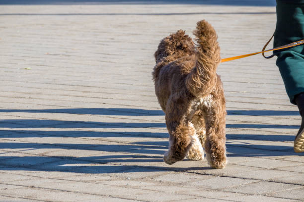 istock .a brown dog with a curly coat being led on a leash down the sidewalk. 2194177121