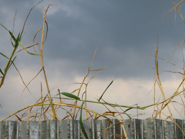 A withered, tall tree towers above the corrugated iron fence A withered, tall tree towers above the corrugated iron fence, Bangkok, Thailand. corrugated metal fence ideas stock pictures, royalty-free photos & images