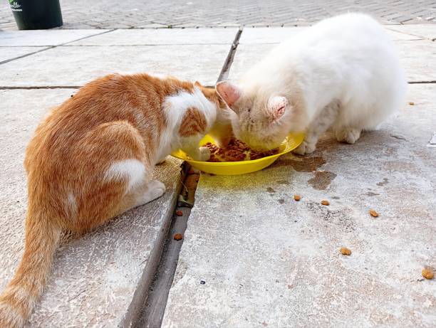 istock Stray and abandoned cats are being fed, it looks like a white cat has ringworm 2194177730