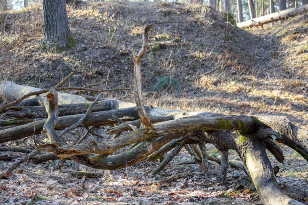istock .A tree cut down in the forest with roots extending through the ground. 2194177822