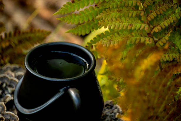 herbal drink in original cup in nature among ferns