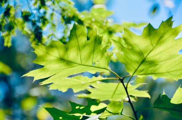 istock Sunshine Through the Leaves 2194178240
