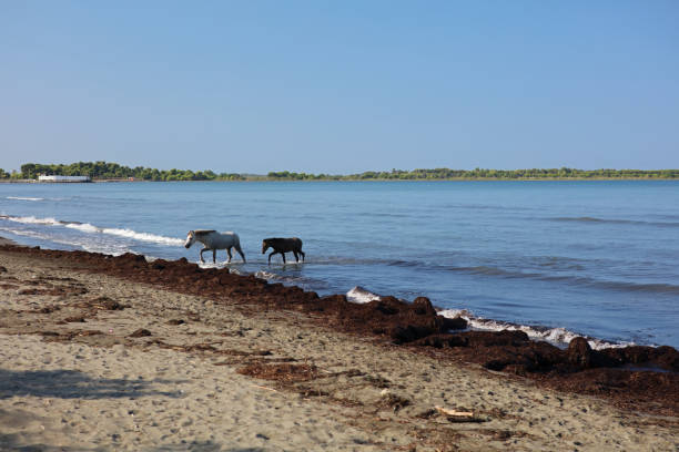 istock Horse cooling in the sea 2194179434