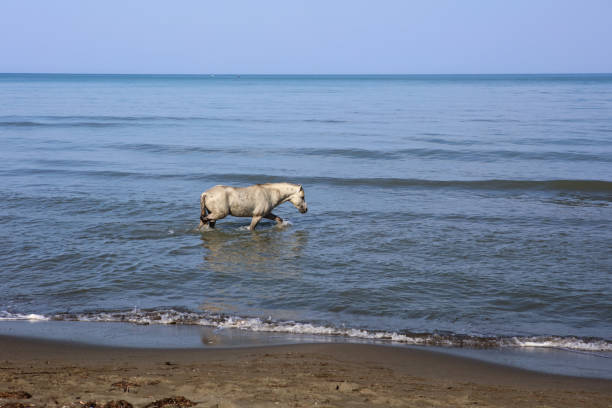 Horse on the beach. Black horse standing on the shore of the Black Sea