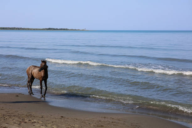 Swimming with Horses in the Ocean