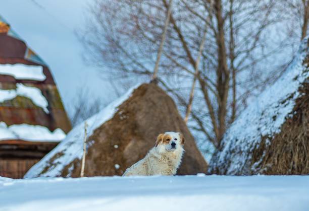 istock Fluffy dog in snowy winter landscape. 2194180177