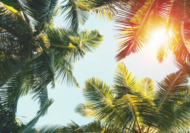 istock Coconut Palm trees on sky background. Toned image 2194180244