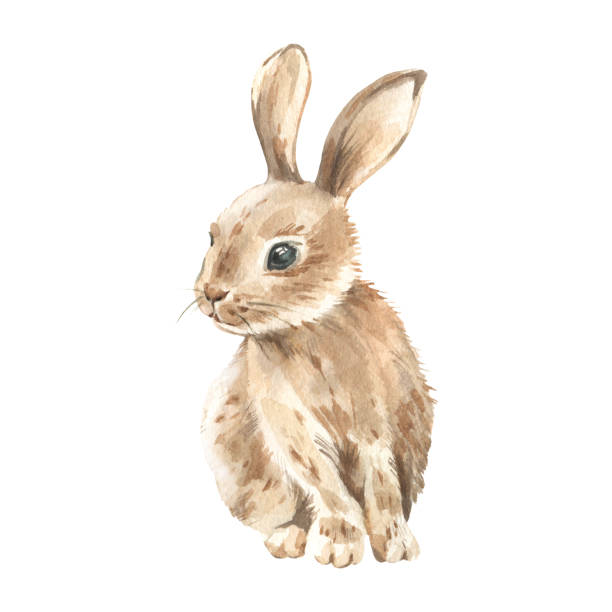 Explore 3,573+ Free Rabbit Illustrations: Download Now - Pixabay