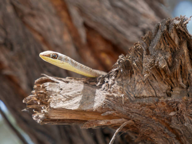 istock Head of a Yellow-bellied Sand Snake (Psammophis subtaeniatus). 2194180507