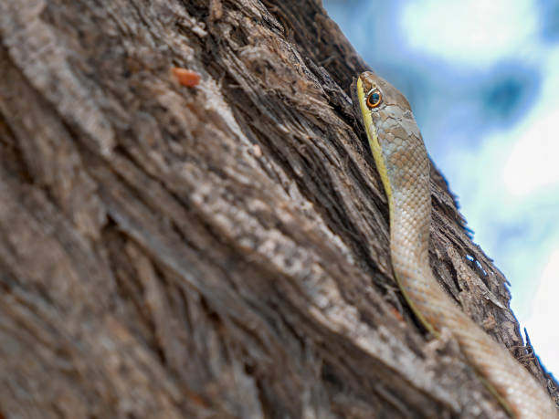 istock Head of a Yellow-bellied Sand Snake (Psammophis subtaeniatus). 2194180551