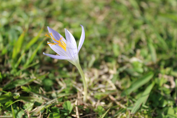 istock Saffron flower. Crocus autranii. Endemic, found in western Transcaucasia. 2194180852
