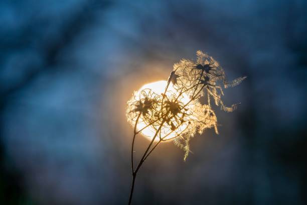 flowers in a field at sunset against the backdrop of the setting sun. Warm calm photos of a summer evening