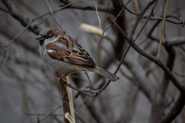 istock a sparrow sits on a branch in winter 2194181075