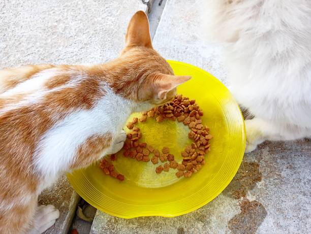 istock Stray and abandoned cats are being fed, it looks like a white cat has ringworm 2194182421
