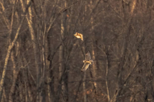 istock Short-eared Owls fight obove the marsh 2194183197