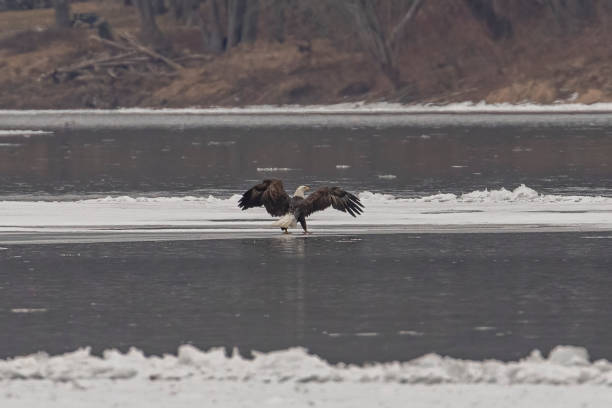 istock Bald Eagle lands on the ice in the Delaware River 2194183346
