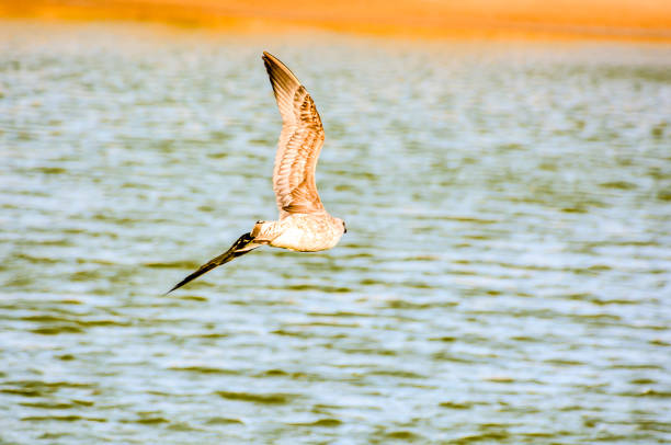A bird is flying over a body of water. The water is calm and the sky is clear