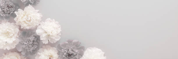 istock Fresh soft white and dark peony flower heads on gray table background. Empty place for emotional, sentimental text, quote or sayings. Closeup. Wide banner. Top down view. 2194184750
