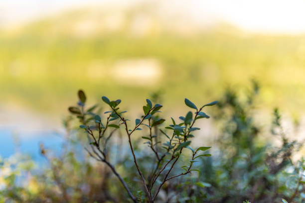 Delicate small branches of a plant stand out against a naturally blurred green backdrop, presenting a tranquil scene of nature. Captures the serene beauty of flora in an outdoor summer setting.
