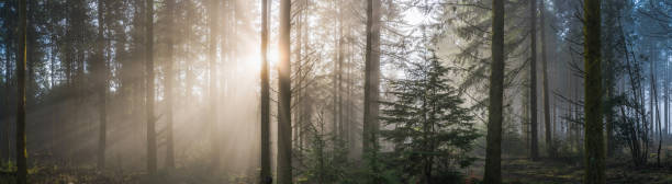 istock Rays of sunlight shining through trees in idyllic forest panorama 2194186179