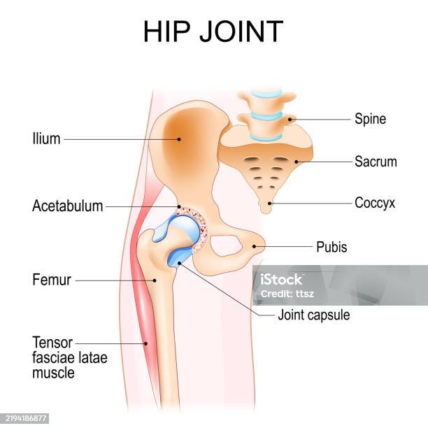 Hip Rim Hip Joint Anatomy Stock Illustration - Download Image Now - Acetabulum ...