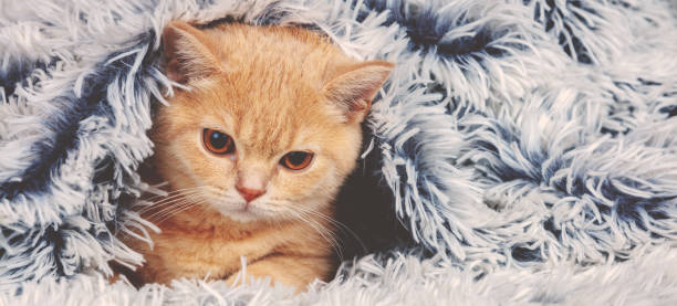 Cute little red kitten peeking out from under the soft warm blue blanket. Horizontal banner