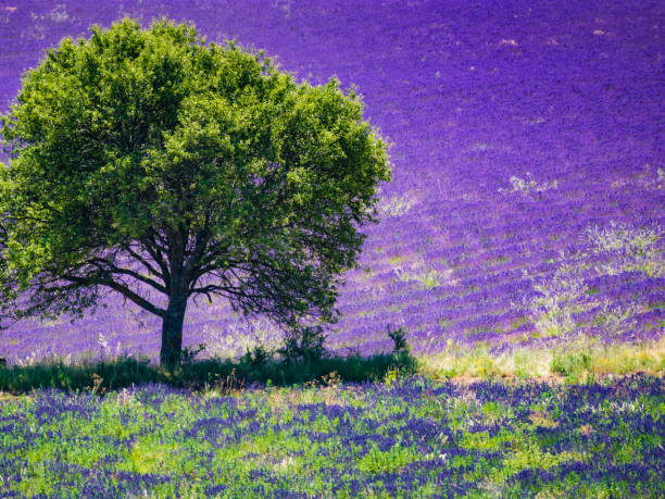 Single tree on lavender field in bloom, Provence in France. Flowering season.