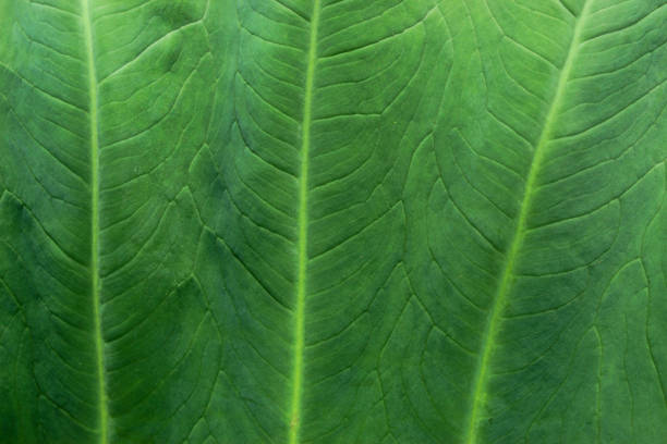 texture and green background on taro leaves close up