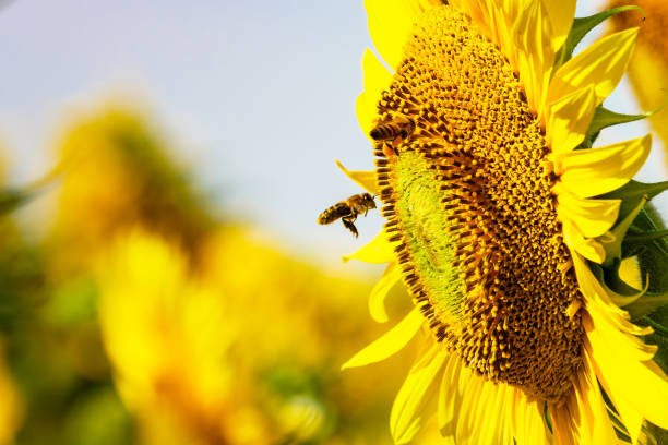 istock Honey bee collecting pollen at yellow flower. 2194188871