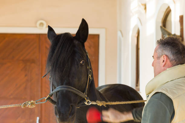 Adult man with horse outdoors combing