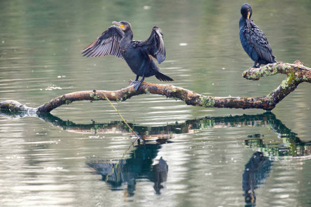 Cormorants over water in West Wales.
