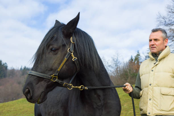 istock Adult man with horse outdoors on grass 2194189998