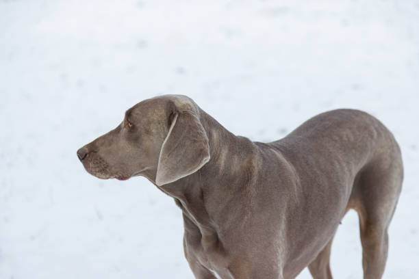 Weimaraner dog outdoors on snow.