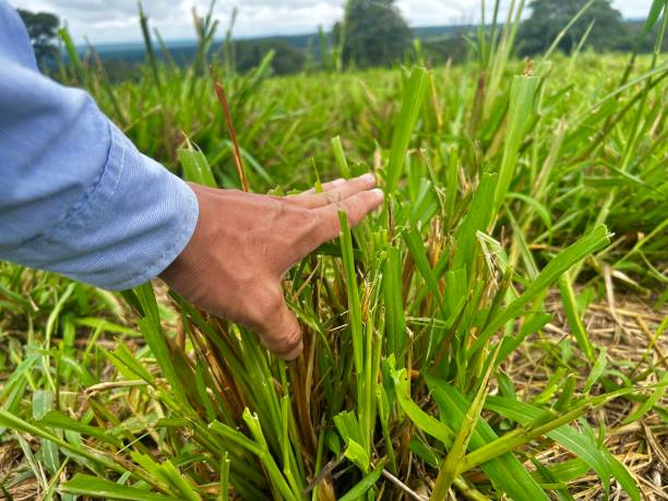 istock Grass pasture mamagement on high intensive system grass production. Farmer avaliation forage 2194191393